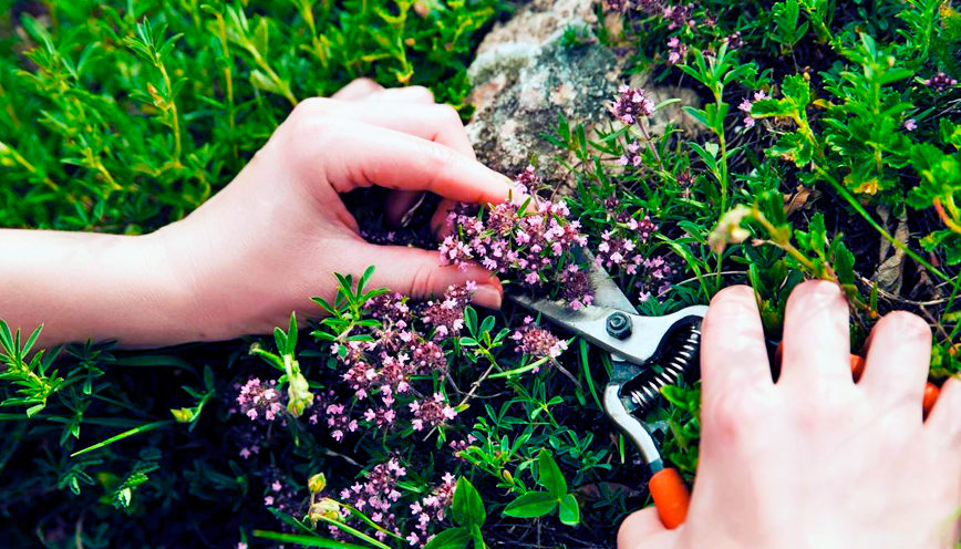 [Елена Корсун] [Фитоведа] 30 трав, которые необход_0.png